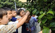 课程故事：“叶”你知多少