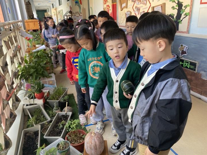 课程故事：嗨！南瓜